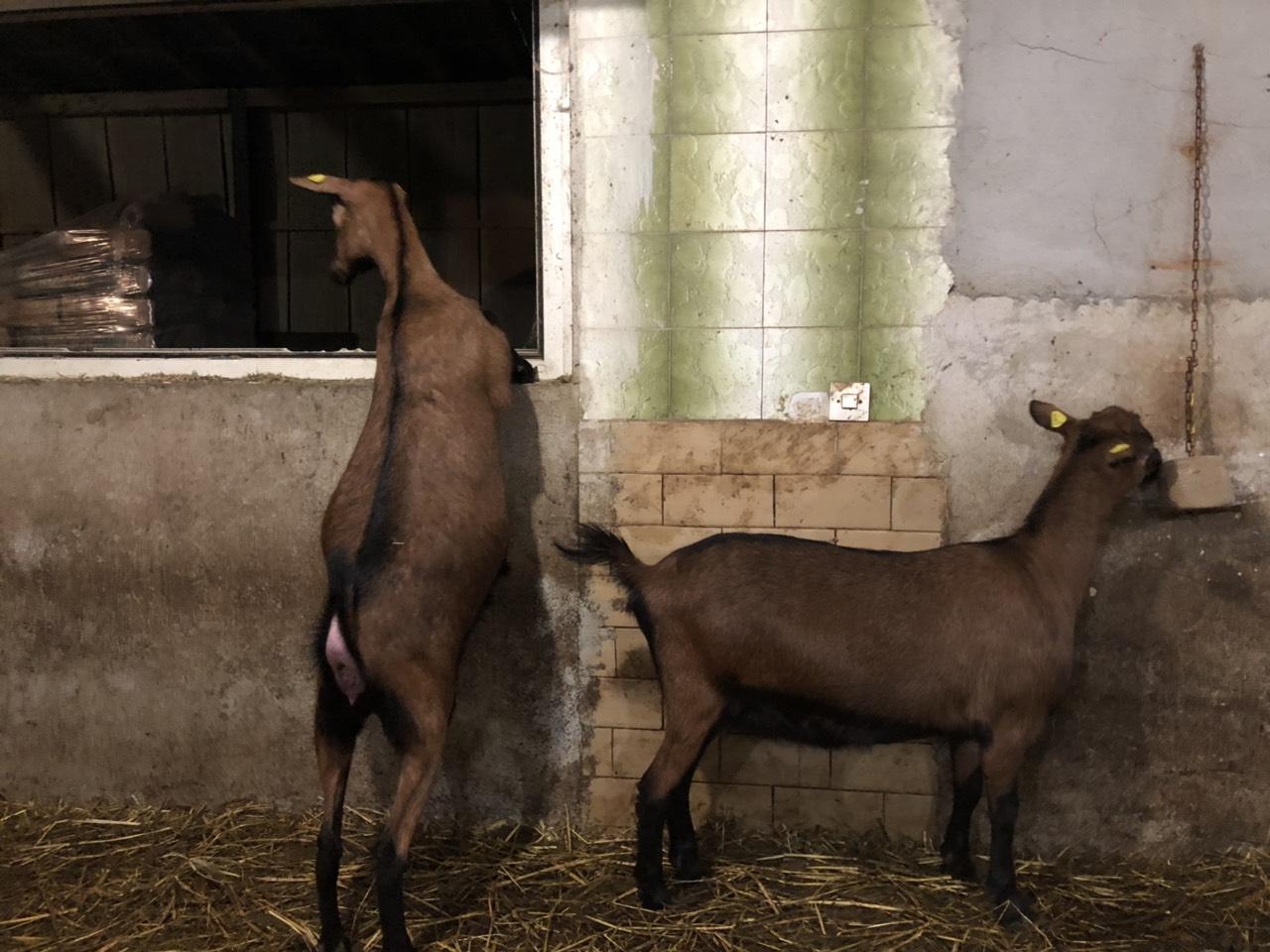 18 - Goat farm Pozarevac Serbia
