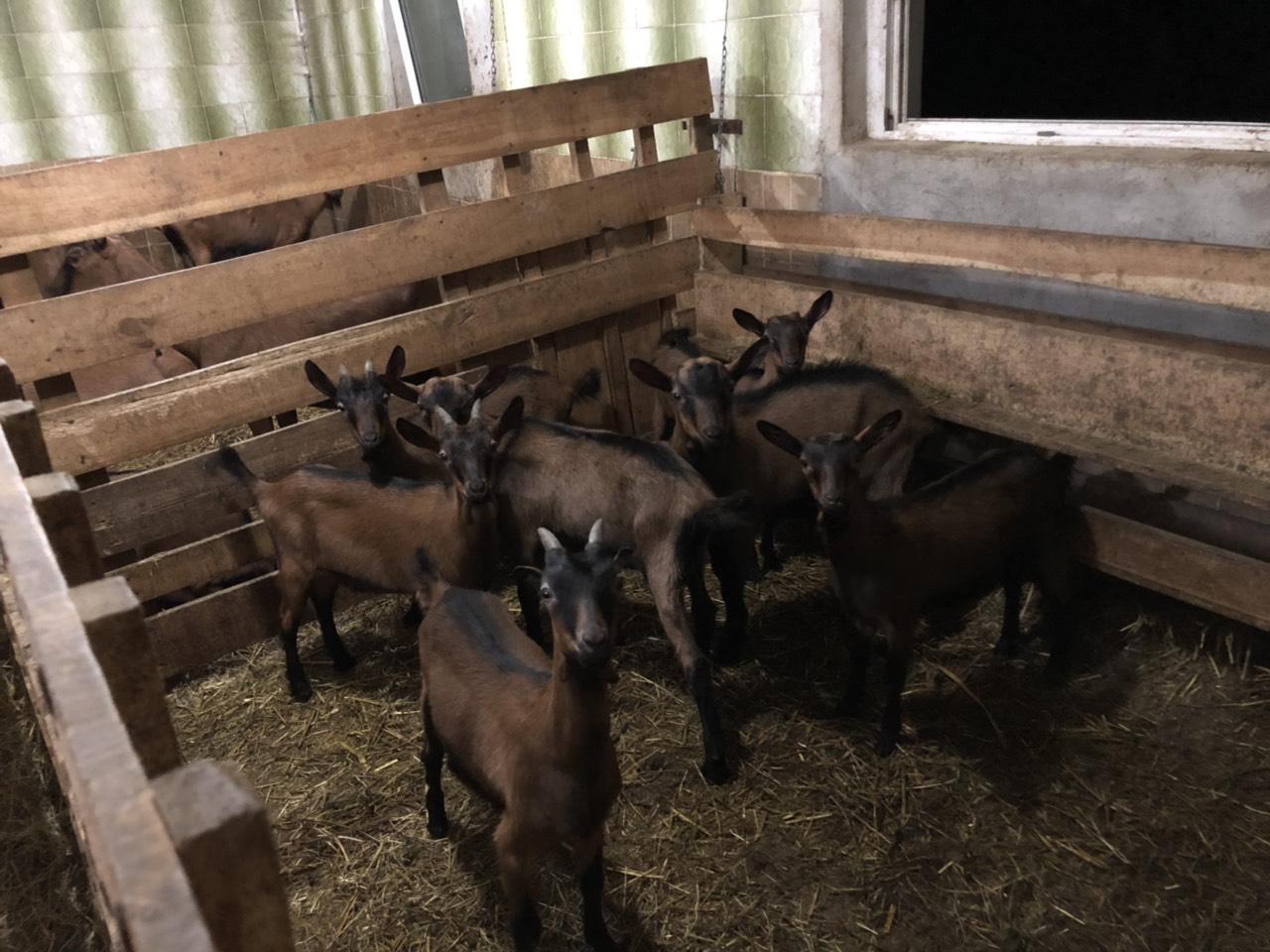 19 - Goat farm Pozarevac Serbia