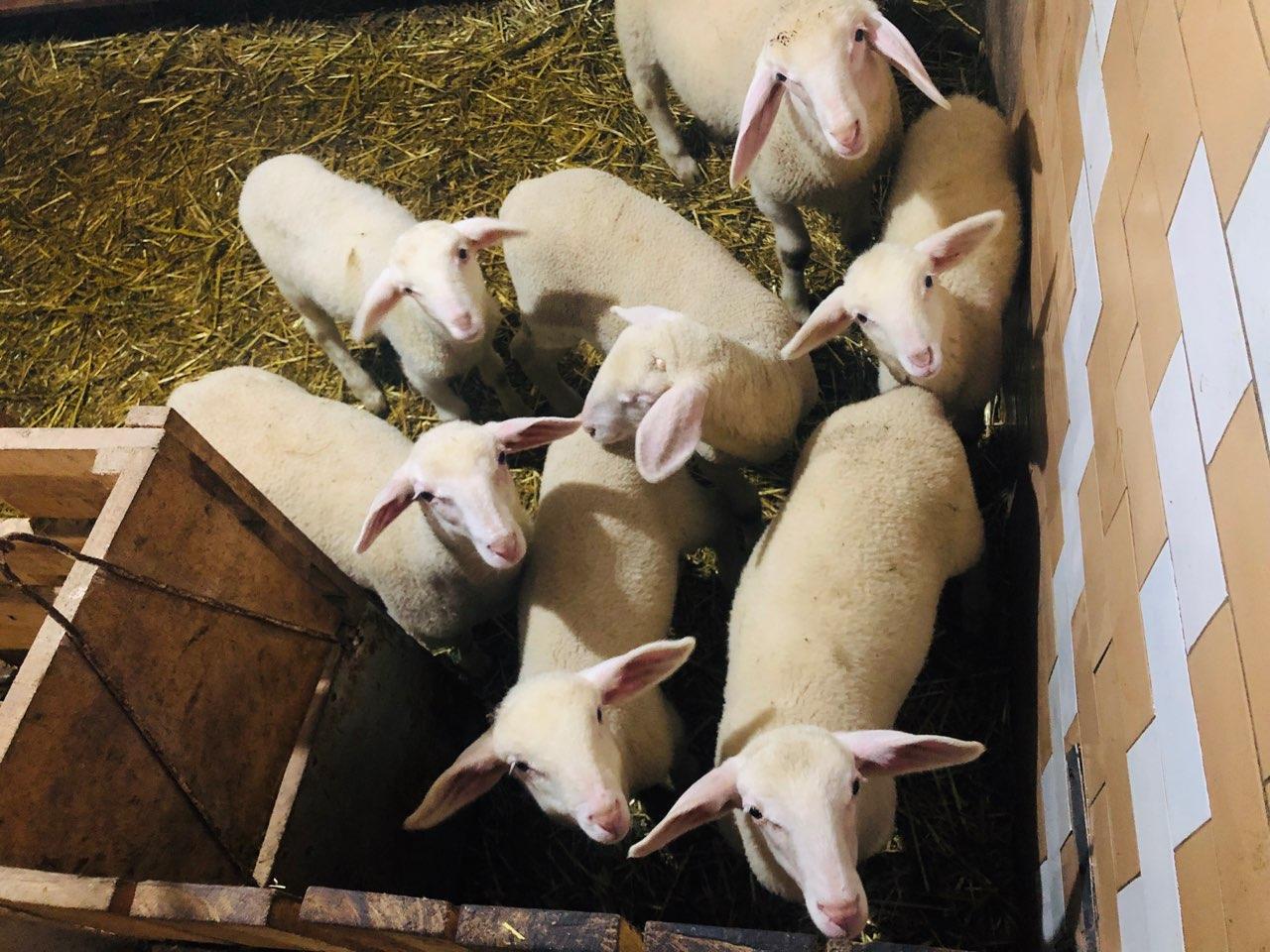Sheep farm Kurjace Pozarevac