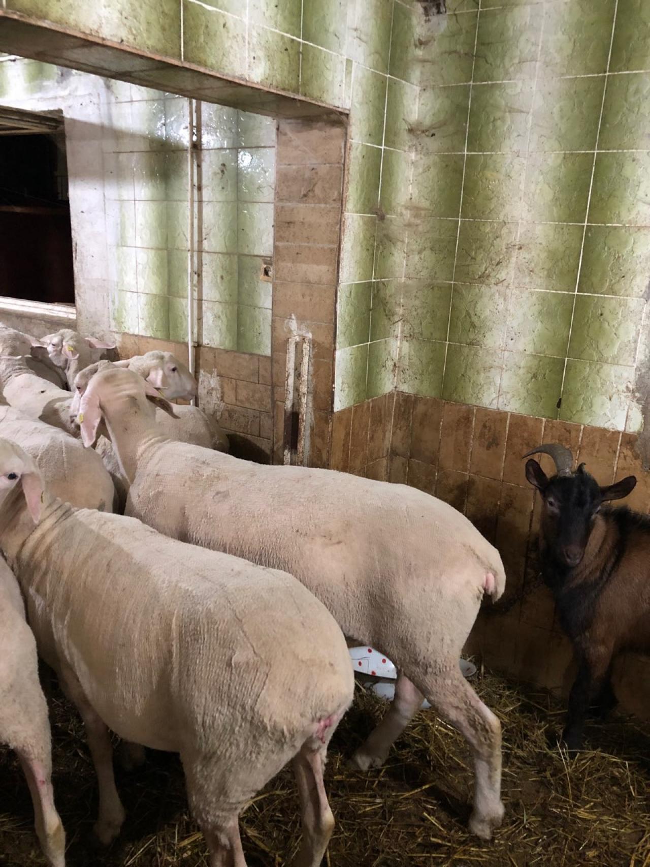 16 - Sheep farm, Kurjace, Pozarevac, Serbia